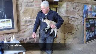 Bowland Lambing Cobble Hey Farm [upl. by Anitsirk51]