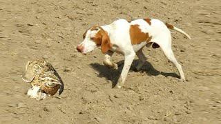 Quality hunting of pointer dog  Best training of new pointer  Raptors Today [upl. by Nauj]