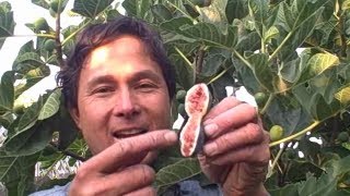 Why Fresh Figs Burn your Mouth and Irritate Your Skin [upl. by Anirbac]