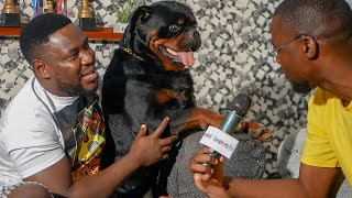 A visit to hausofvigiliorottweilers to see the new Top Rottweiler Shelby [upl. by Russian]