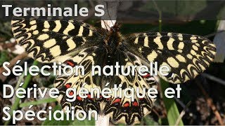 SVT  Bac S  COURS  Sélection naturelle Dérive génétique et Spéciation [upl. by Aihseket]