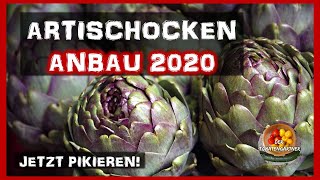 Artischocken Anbau 2020  Pikieren der Artischocken [upl. by Ahsatal]