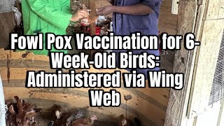 Fowl Pox Vaccination for 6WeekOld Birds Administered via Wing Web [upl. by Marijn284]