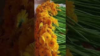 Gerbera flowers videos 🥰🌻🌻🌻🌻🌻🌺🙏🕉️💐🕉️ [upl. by Attolrahc]