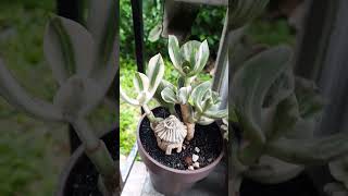 crassula suculentas succulent [upl. by Atiken]