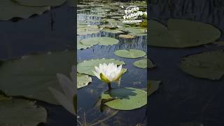 Time Lapsed Lily Pad Opening shorts [upl. by Ocisnarf]