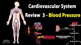 CARDIOVASCULAR REVIEW 3 CONTROL of BLOOD PRESSURE ALL MECHANISMS Animation [upl. by Yanat922]