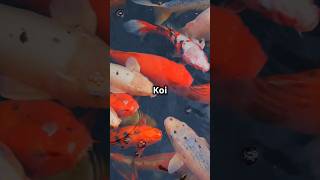 koi karp fish didyouknow cutewildlife animalpictures ponds facts [upl. by Celka434]