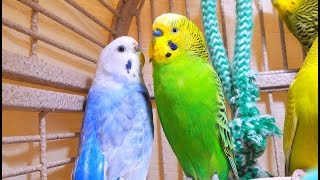 New filming of cute pet birds singing their hearts out Recordings of home parakeets chirping [upl. by Toms]