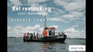 Eel restocking on the Vistula lagoon 20241106 [upl. by Sisely]