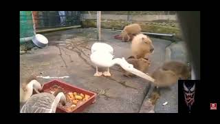 Pelican tries to eat capybara [upl. by Colette173]