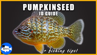 PUMPKINSEED ID GUIDE  FISHING TIPS  RANGE MAPS  Lepomis gibbosus [upl. by Airel]