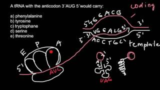 Codon vs Anticodon [upl. by Laeynad]