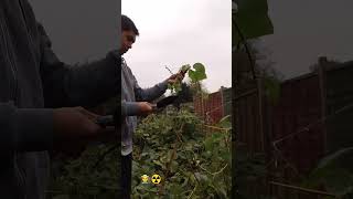 27 Replanting chayote mytakeonhomeandgarden garden [upl. by Leal440]