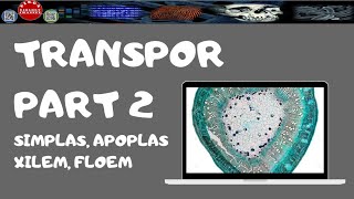 TRANSPOR PADA TUMBUHAN PART 2  DIRGA BIOLOGY CHANNEL [upl. by Ahsar]