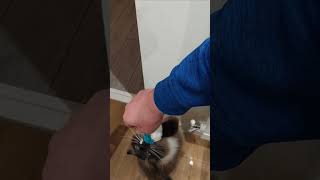 CAT catches MOUSE ragdolloftheday funnycats cat RAGDOLL [upl. by Ottie61]