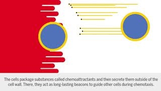 Chemoattractants [upl. by Lakim]