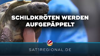 80 Schildkröten werden im NABUArtenschutzzentrum Leiferde aufgepäppelt [upl. by Whitson]