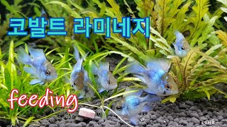 코발트 라미네지 먹방 Ramirezi feeding 열대어 소개 [upl. by Anaer]