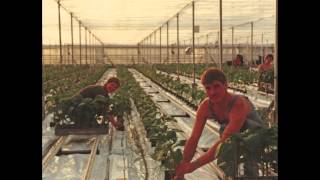 Haagse Herinneringen  Jan Strik  Van tuinbouw naar woningbouw [upl. by Butch977]