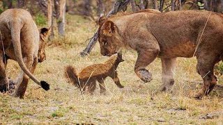 Two honey badgers against the lions！两只蜜獾毫不畏惧大战狮群 [upl. by Featherstone249]