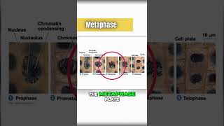 Metaphase mitosis under the microscope 🔬 [upl. by Lowrance]