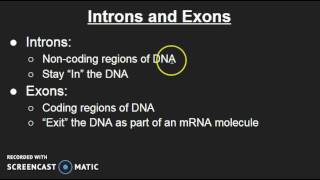 Introns and Exons [upl. by Pepita]