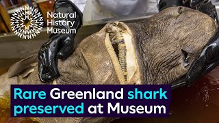 Rare Greenland shark specimen preserved at the Museum [upl. by Claresta]