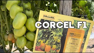 Corcel F1 La Nueva Variedad de Tomate en Honduras [upl. by Asillim898]