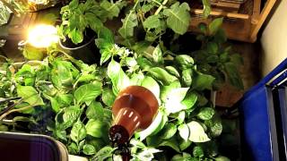 Indoor Growing With CFLs [upl. by Krilov]