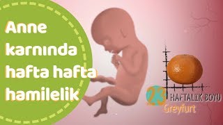 Anne karnında hafta hafta bebek gelişimi [upl. by Ardnalac]