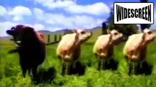 Anchor Butter Dancing Cows 1988 Advert  WIDESCREEN [upl. by Eladal322]