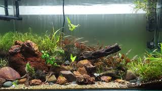 18 month old Planted Tank [upl. by Arin]