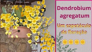 Dicas de cultivo do Dendrobium agregatum ou lindleyi [upl. by Eirrod]