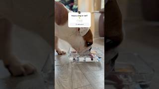 A bulldog wants friends bulldog holidayswithyoutube dog cat [upl. by Demeter]