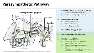 Pterygopalatine Ganglion [upl. by Sirap259]