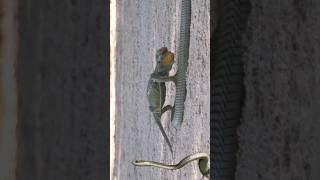 boomslang executed chameleon [upl. by Lucille]