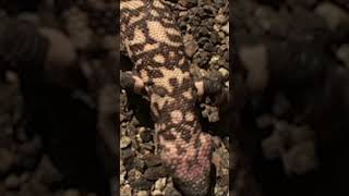 Gila Monster is a big fan of eggs 🍳 AmazingAnimals GilaMonster NatGeoKids [upl. by Devine677]