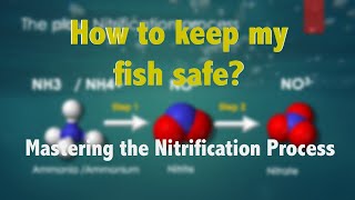 Understanding the Nitrification Process in the Nitrogen Cycle Nitrification and Denitrification [upl. by Joly]