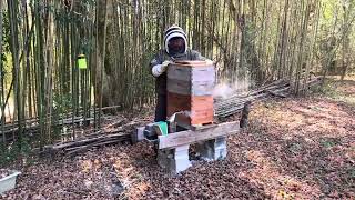 Early fall hive check [upl. by Streetman]