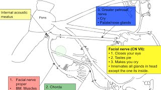 Cranial nerve VII [upl. by Gant]