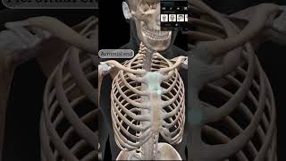 Clavicle Anatomy anatomy humanbody biology mbbs [upl. by Eniamreg310]