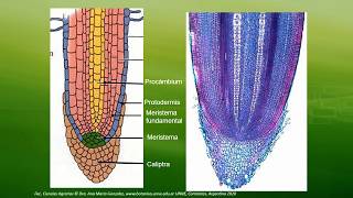 BOTÁNICA Unidad 9 Meristema Apical de Raíz 3° de 3 vídeos [upl. by Waxler]