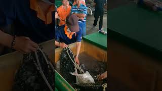 Local lngredientsAmazing fishes catching Taiwan catchingseafood seafood freshseafood fish [upl. by Sewell416]