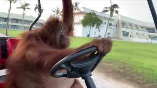 Orangutan Drives a Golf Cart Life Could Be a Dream [upl. by Knighton150]