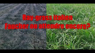 Vidéo n°32  stade du ray grass italien au 29042021 [upl. by Rima]