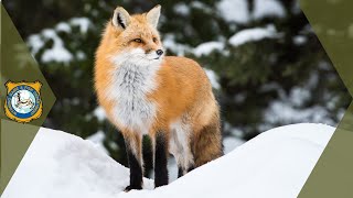 Red Fox Sounds Sounds Foxes Actually Make [upl. by Eelanaj]