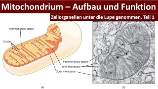 Mitochondrium Mitochondrien  Aufbau und Funktion Zellorganellen Teil 1  Biologie Oberstufe [upl. by Haily]