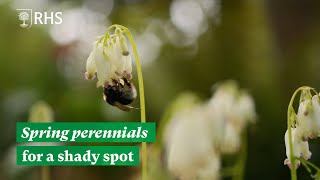 Spring perennials for a shady spot  The RHS [upl. by Koran]