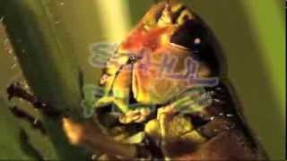 Insekten im Waldboden  Trailer Schulfilm Biologie [upl. by Anirbed]